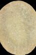 Fossil Worm (Hystriciola) - Illinois #120948-2